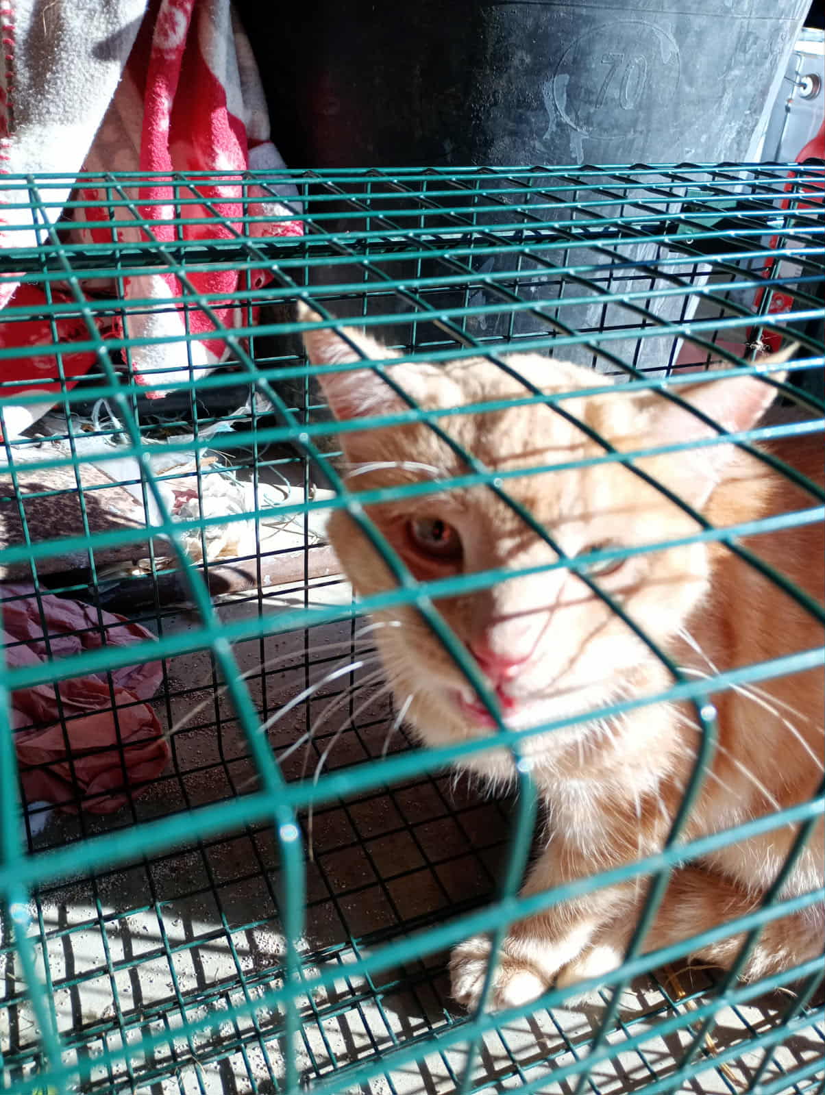 Campagne de stérilisation d'Azay le Brulé 2025